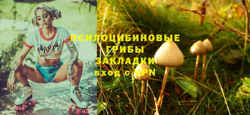 Галлюциногенные грибы Psilocybine cubensis  Балахна 